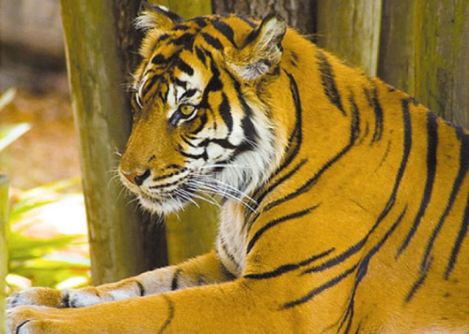 Тигърът е дързък, обича да рискува и това често води до катастрофи