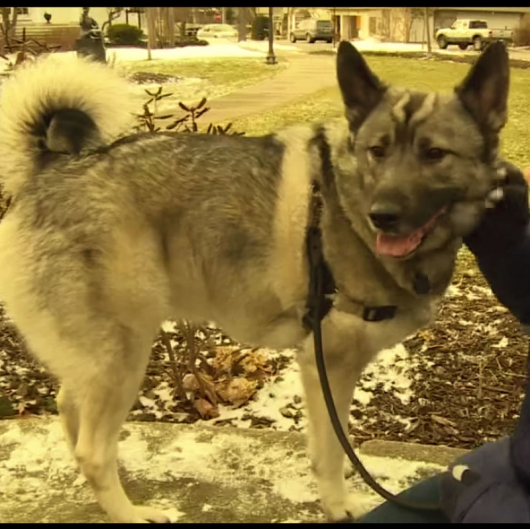 Мичиганското куче Райдър с помощи за безработица. Сн.: YouTube