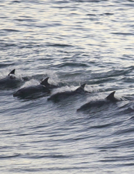 В летните учения на НАТО в Черно море ще участват американски бойни делфини (Сн. Архив). Сн.: EPA/БГНЕС