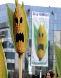 Протест срещу ГМО в Брюксел (архив). Сн.: EPA/БГНЕС