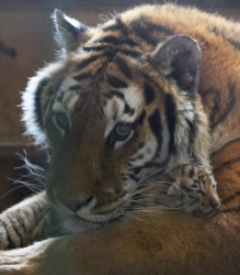 Сибирският тигър е сред видовете застрашени от пълно изчезване. Сн.: EPA/БГНЕС