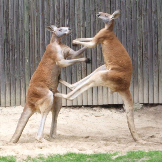 Мъжки кенгуру в двубой. Сн.: Wikimedia