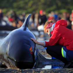Доброволка облива с вода водач от стадото китове излезли на 10 февруари в Нова Зеландия. Сн.: БТА