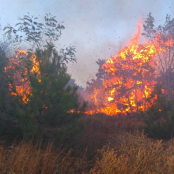 В горещите летни месеца горските пожари в България не са рядкост. Сн.: БГНЕС
