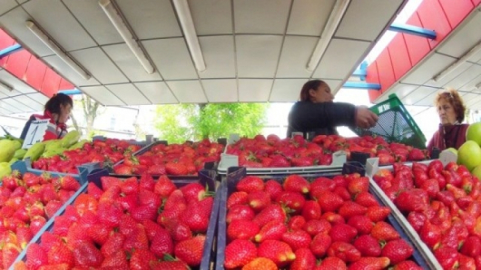 Тази година цените на ягодите са рекордни Снимка: Ладислав Цветков