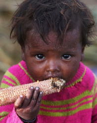 Дете гризе кочан царевица в Кашмир. Според ООН най-много гладни хора има в Индия. Сн.: EPA/БГНЕС