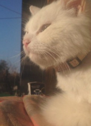 Котката Кункуш била спасена от американска доброволка. Сн.: bTV Media Group