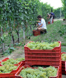 Българите са наети за гроздобера край град Асти, област Пиемонте (Сн. Архив). Сн.: EPA/БГНЕС